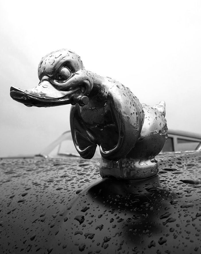 700x884, 120 Kb / утка, капот, сигара, ч/б