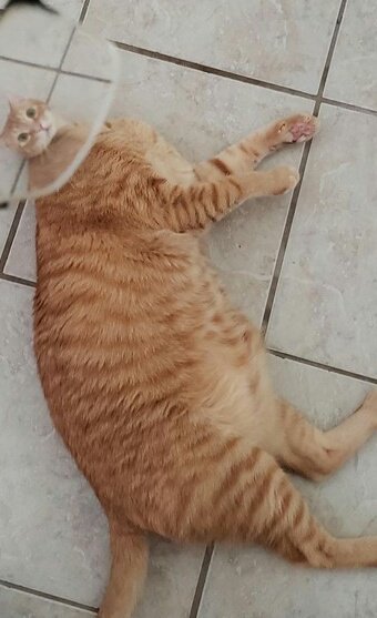 340x557, 34 Kb / Кот, рыжий, линза, лупа, стекло