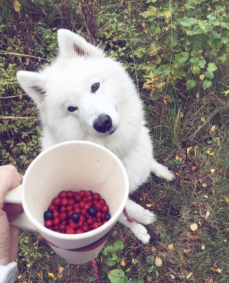 750x925, 377 Kb / кружка, собака, клюква, брусника