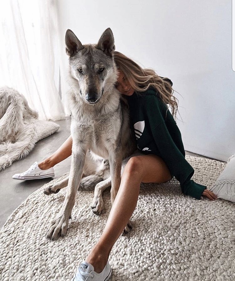 750x898, 230 Kb / волк, собака, девушка, кеды, коврик