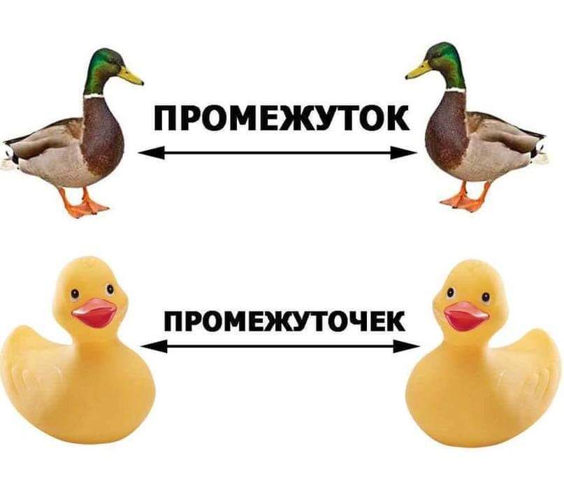 807x701, 28 Kb / Утка, утёнок, промежуток