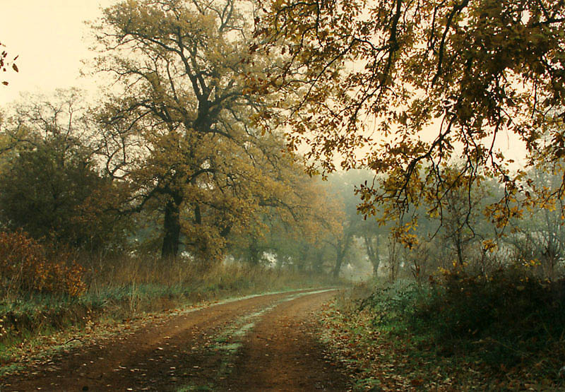 800x555, 155 Kb / Алмирос, Греция, лес