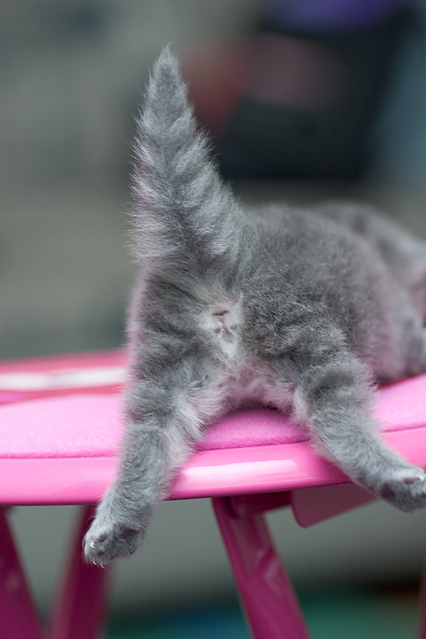 426x639, 156 Kb / котёнок, попа