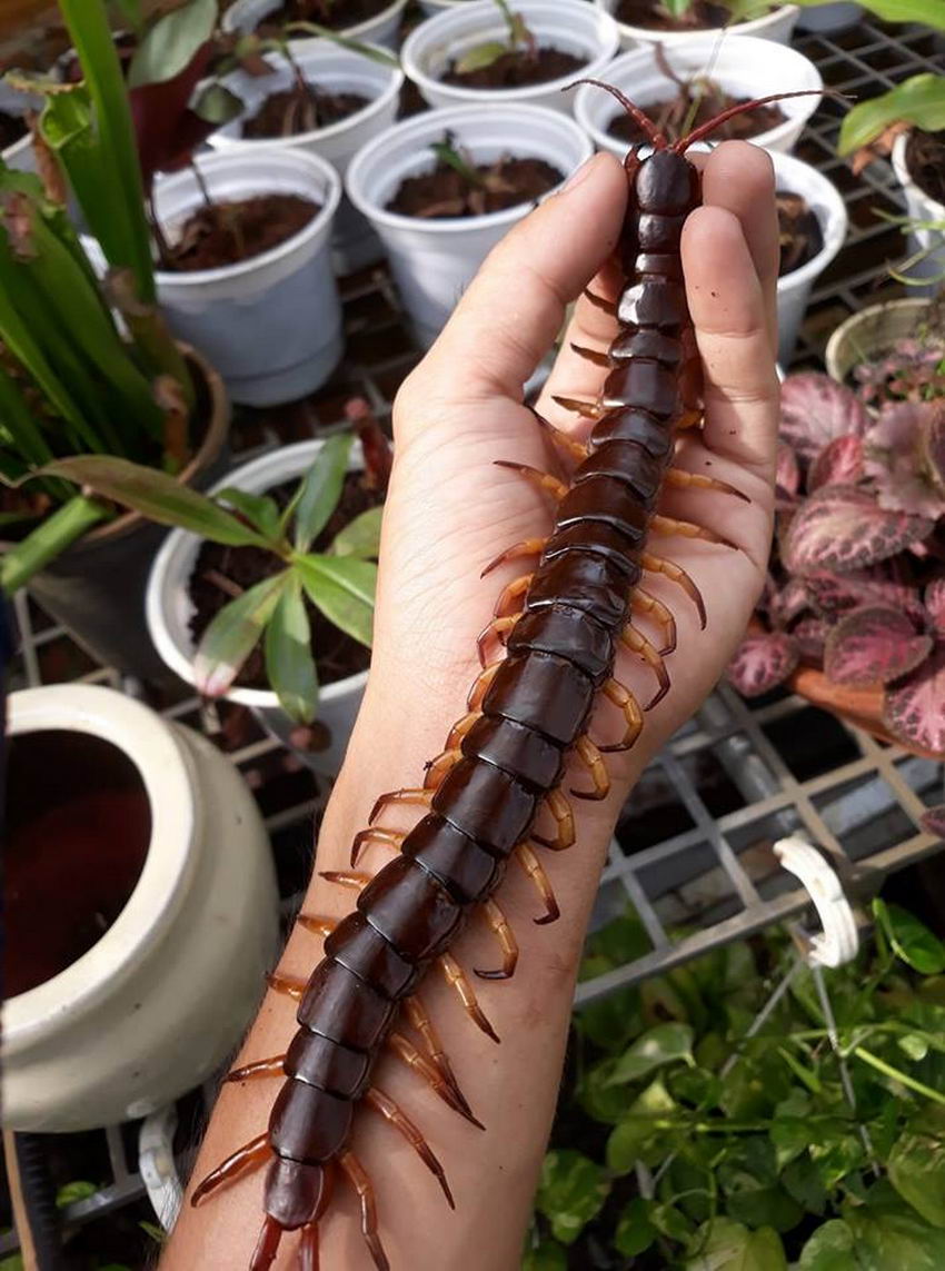 850x1143, 147 Kb / сколопендра, рука, цветы