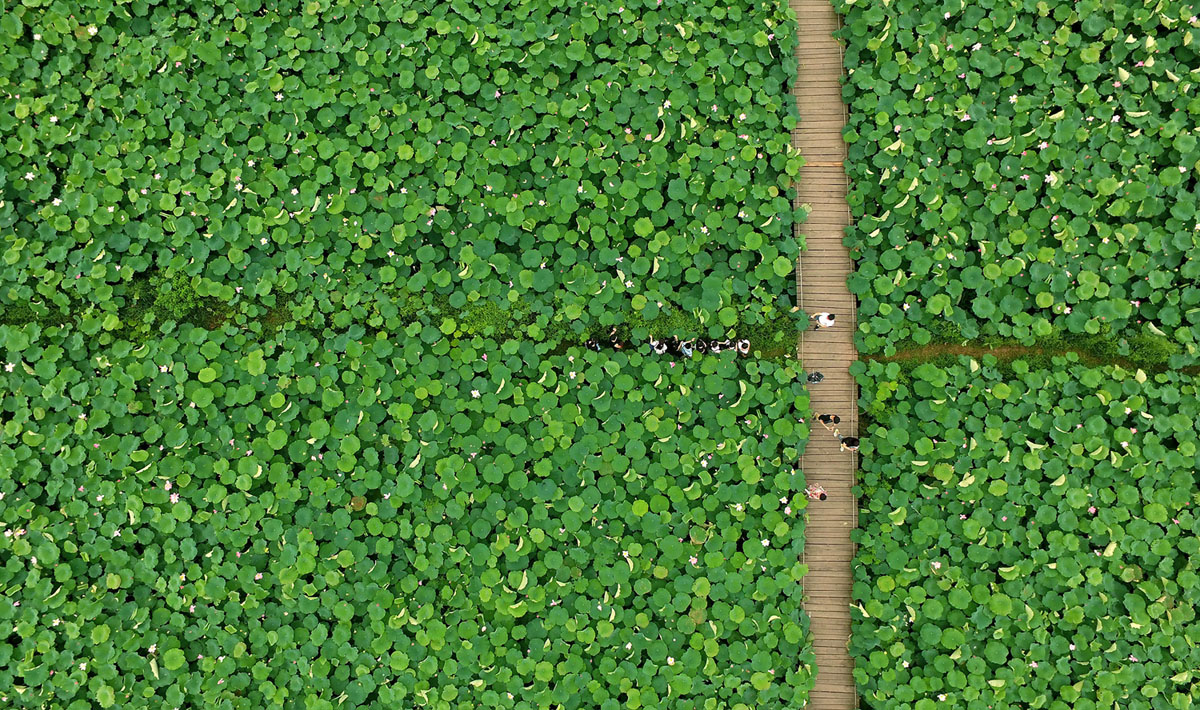 1200x710, 454 Kb / мост, зелень, лотос, китай