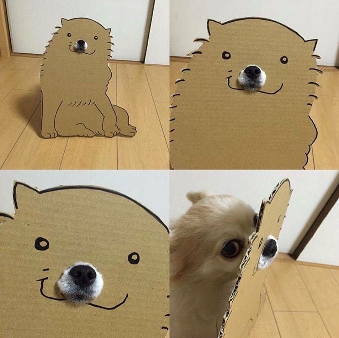 1080x1076, 264 Kb / собака, картон, нос