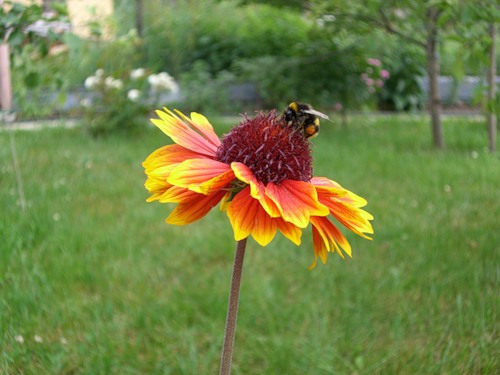 500x375, 47 Kb / цветок, шмель