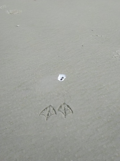 487x650, 47 Kb / следы, чайка, песок