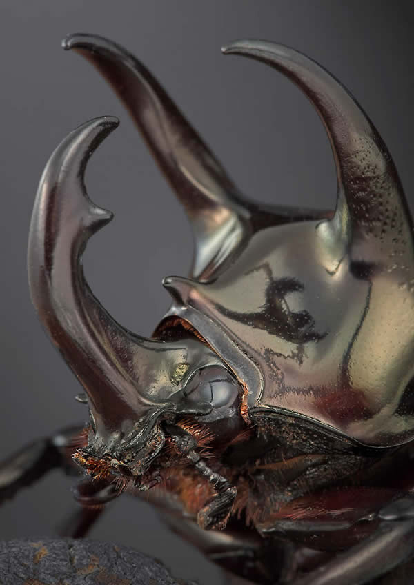 600x848, 64 Kb / жук, олень, макро