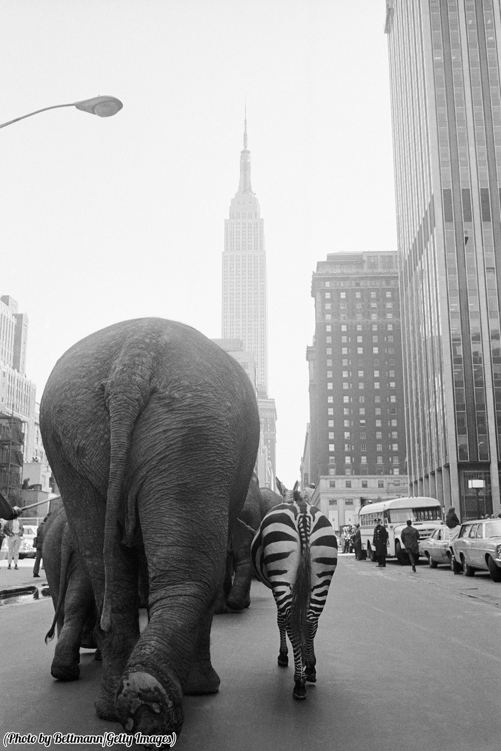 1025x1536, 407 Kb / слон, зебра, ч/б