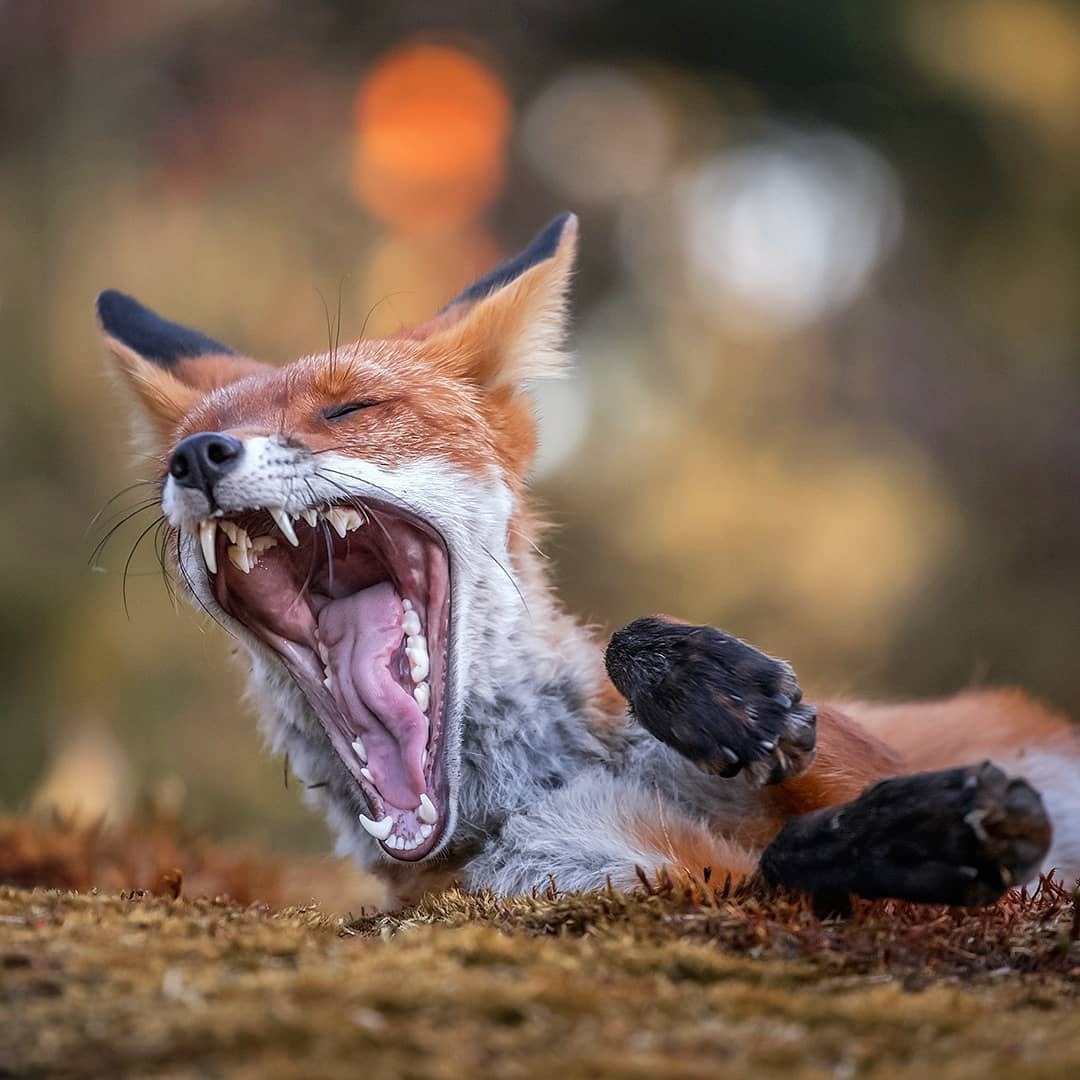 1080x1080, 121 Kb / лиса, лис, пасть, зевнул, зубы, язык