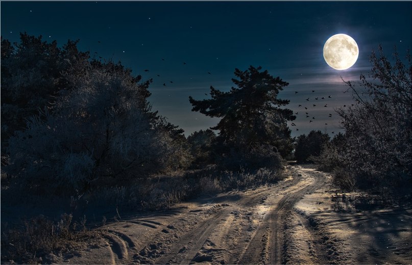 807x520, 91 Kb / полнолуние, лес, дорога, ночь, птицы, деревья