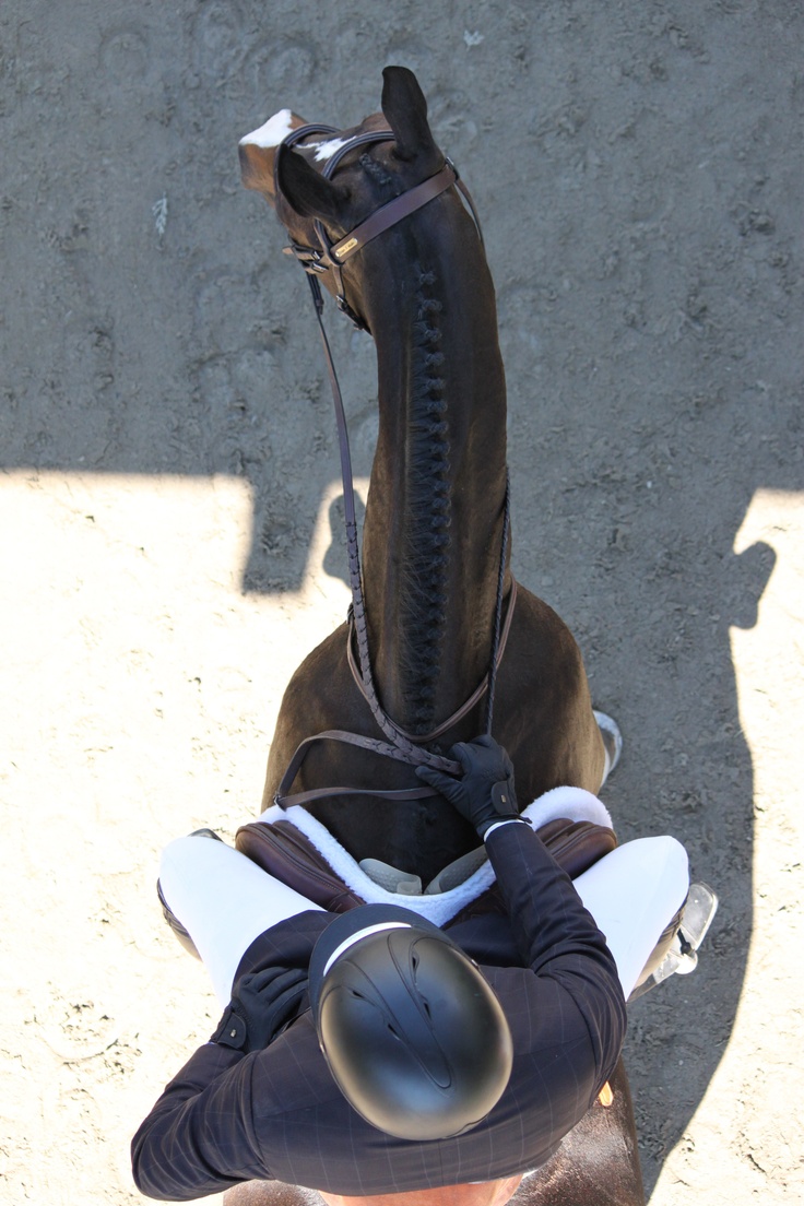 736x1104, 243 Kb / наездник, лошадь, сверху