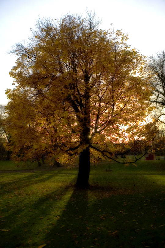 540x810, 172 Kb / утро, дерево, canon, 5d