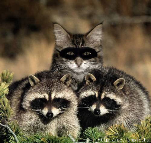 500x472, 55 Kb / еноты, шпион