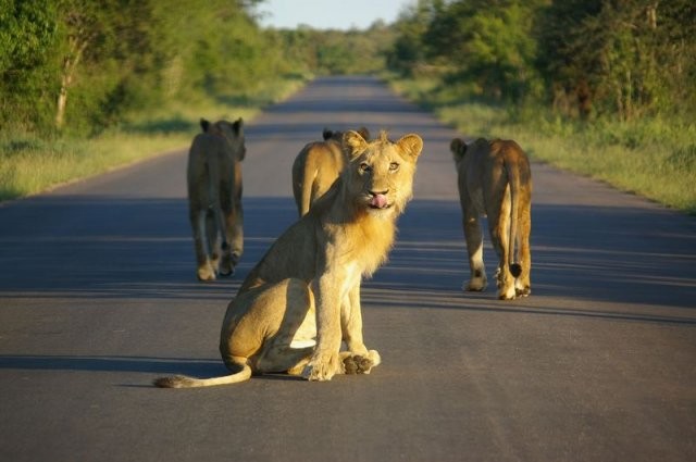 640x425, 50 Kb / львы, дорога