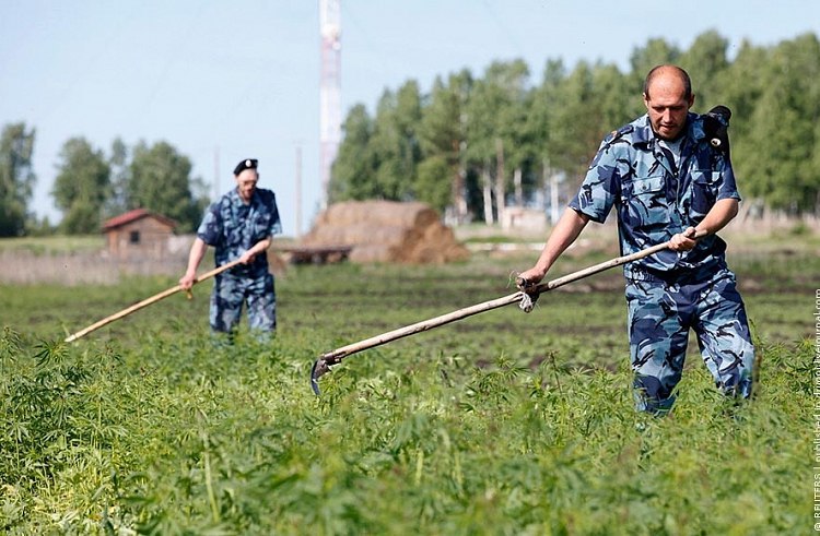 750x491, 103 Kb / Уборка конопли