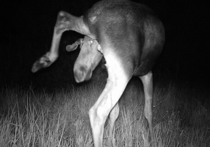 700x490, 66 Kb / ночь, лось, ч/б