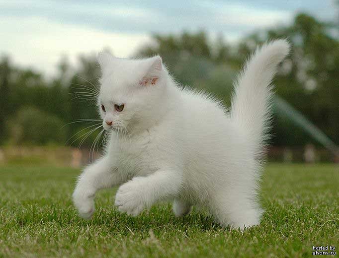 682x520, 53 Kb / котёнок, белый