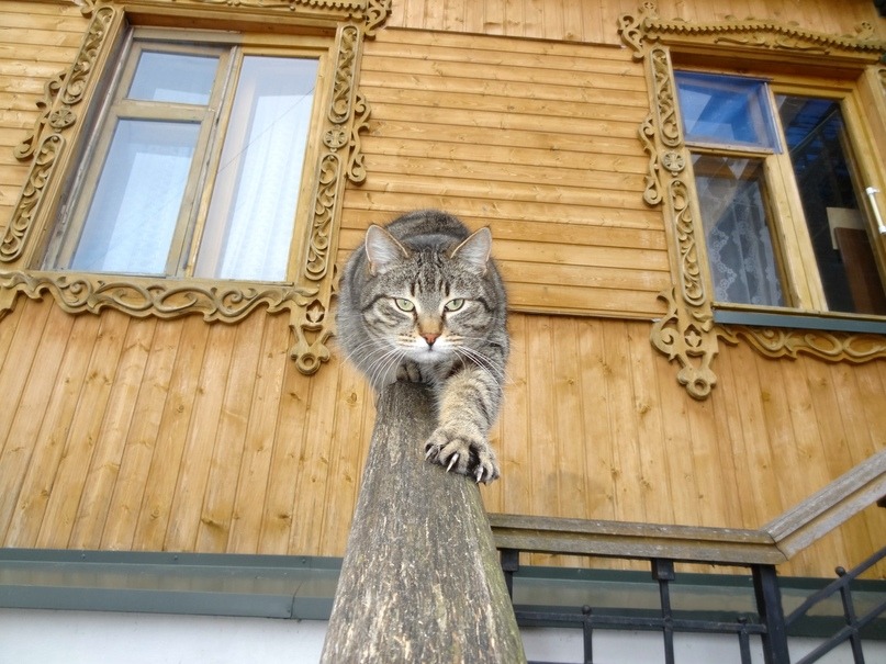 807x605, 158 Kb / кот, окна, изразцы, наличники