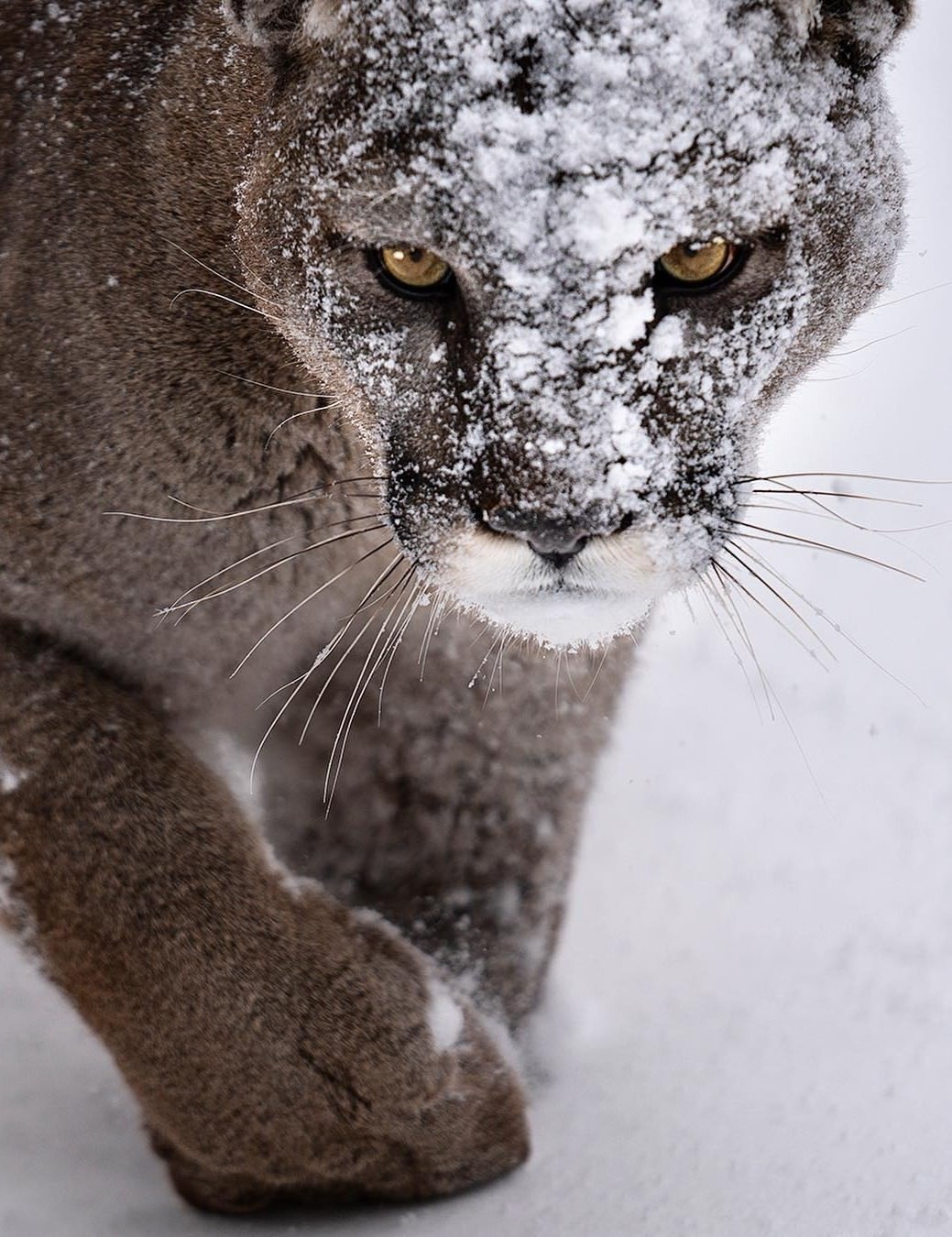 1039x1350, 256 Kb / снег, кошка, пума