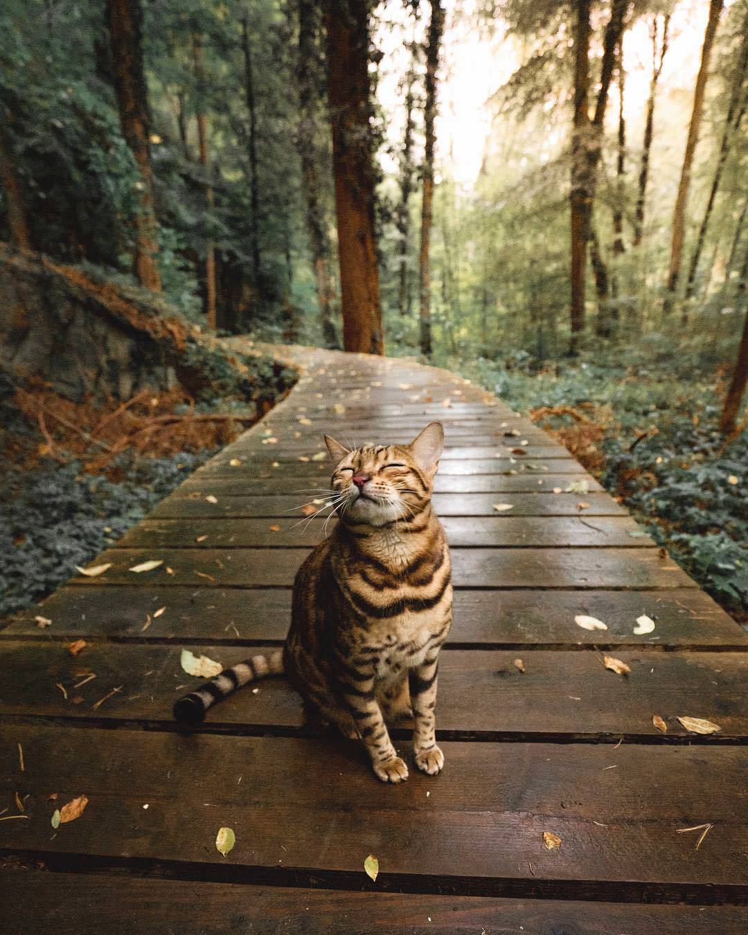 1080x1350, 206 Kb / мостик, кошка, лес, кот, дорожка