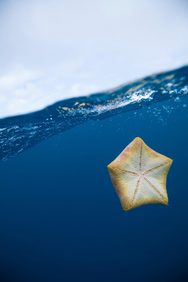 600x900, 94 Kb / океан, вода, морская, звезда, небо,облака