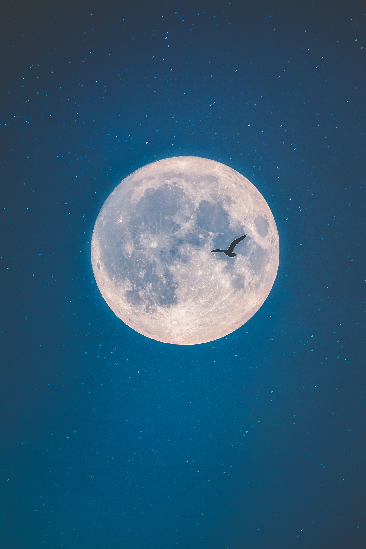 1280x1920, 488 Kb / луна, небо, ночь, птица, орёл, звезды