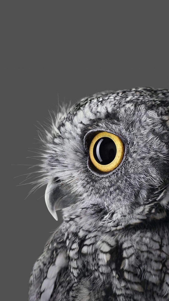 720x1280, 224 Kb / сова, глаз, желтый