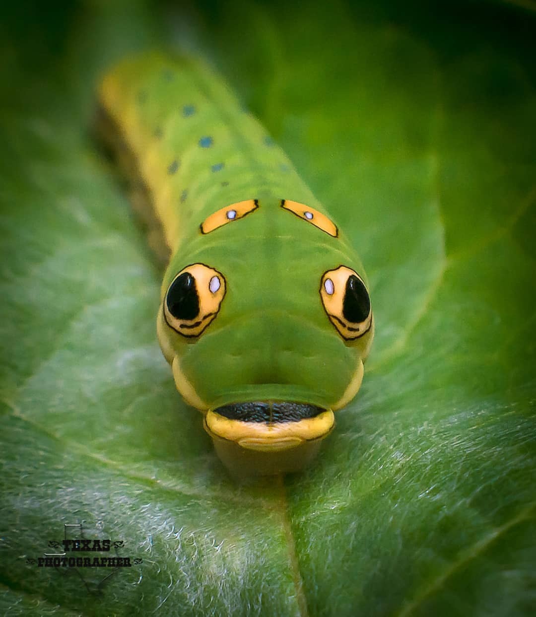 1080x1243, 114 Kb / гусеница, лист, зеленый