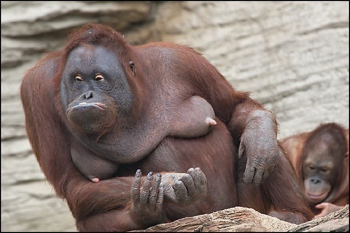 700x467, 64 Kb / орангутанг, пацан