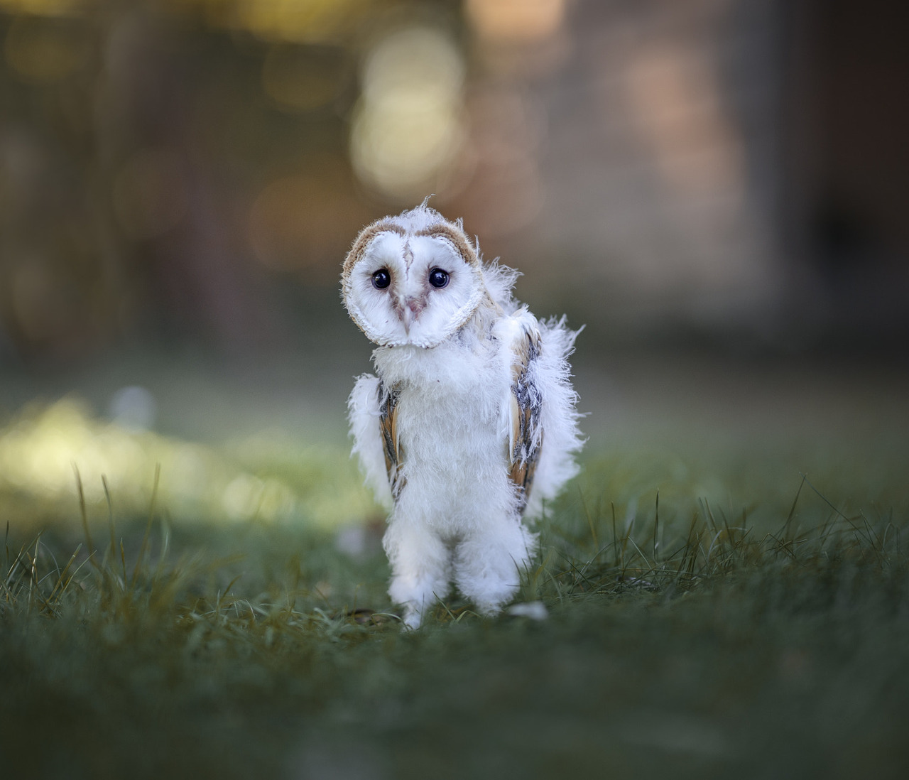 1280x1098, 208 Kb / сова, трава, расфокус