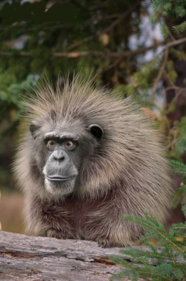 378x569, 31 Kb / обезьян