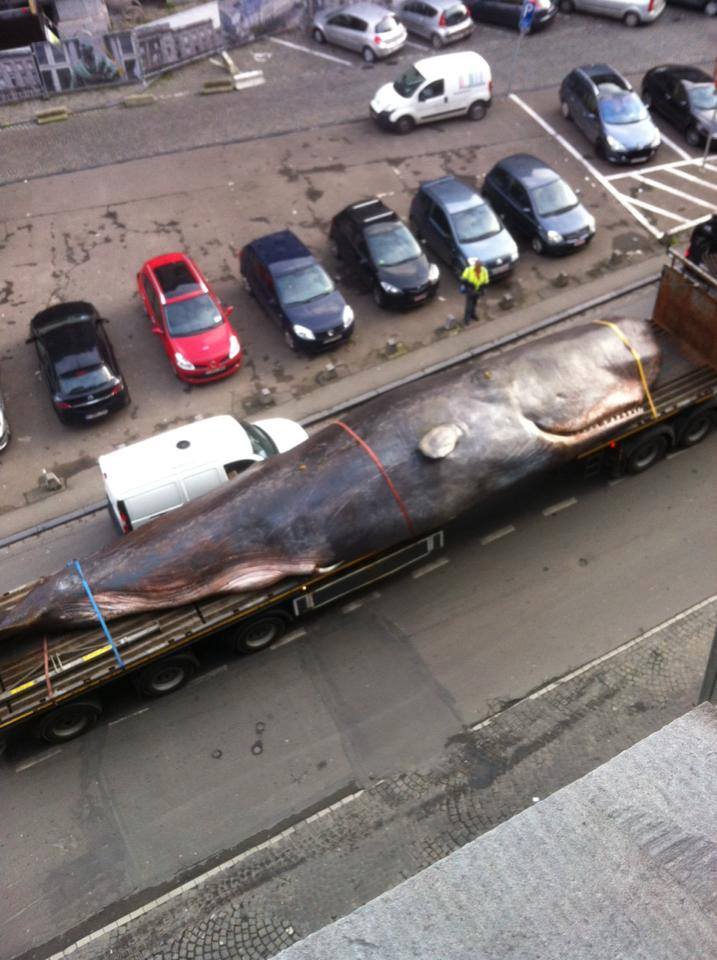 717x960, 88 Kb / кит, парковка, кашалот