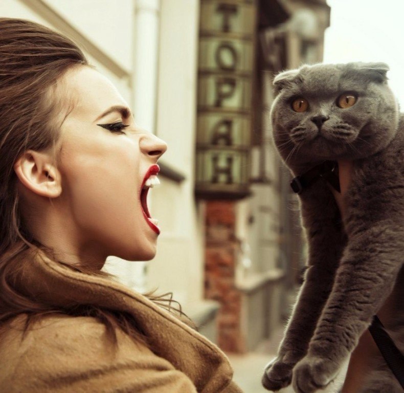 790x768, 96 Kb / британец, рот, TOPAH, вислоухий, кот