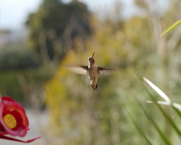 600x480, 86 Kb / птичка