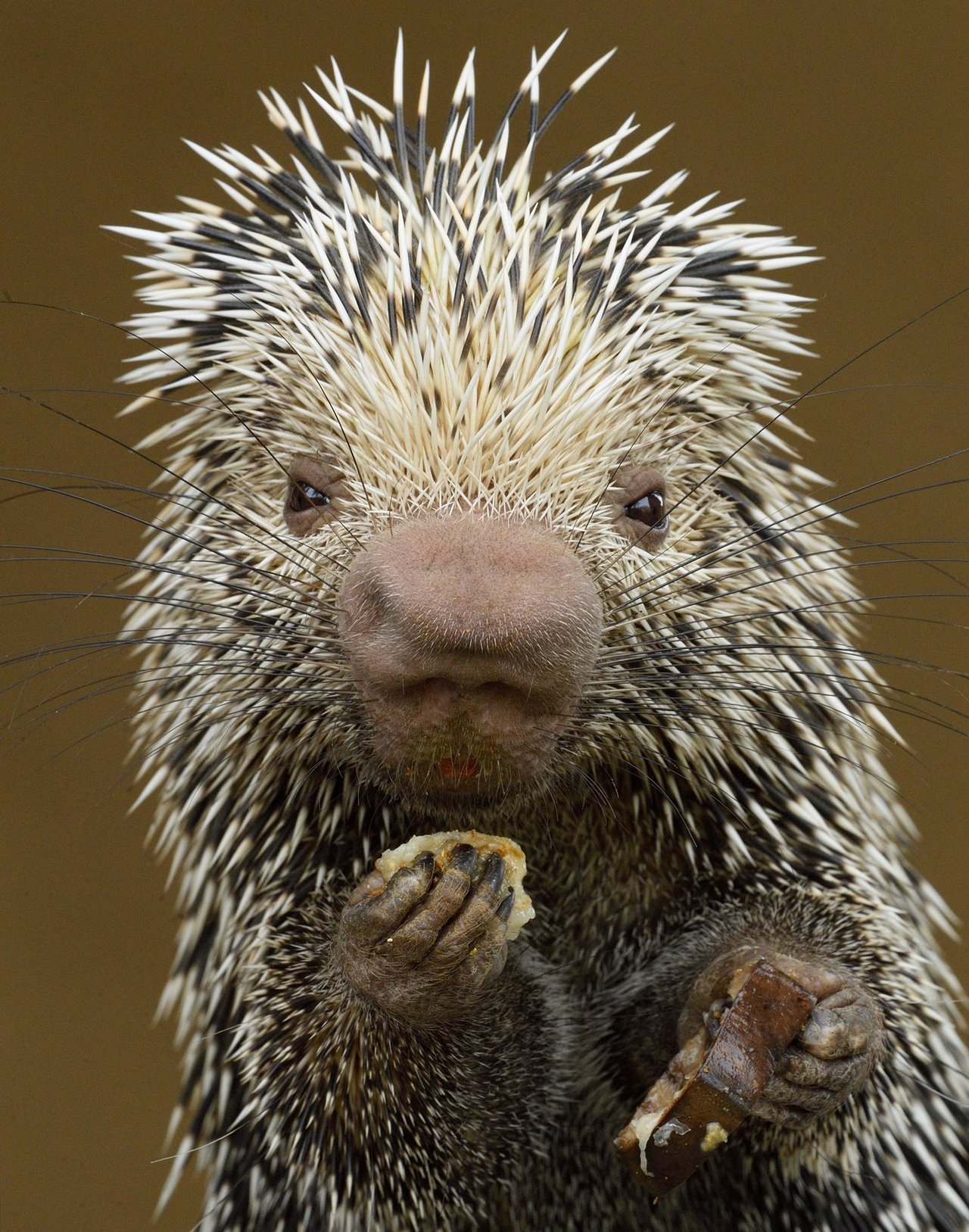 1280x1627, 483 Kb / дикобраз