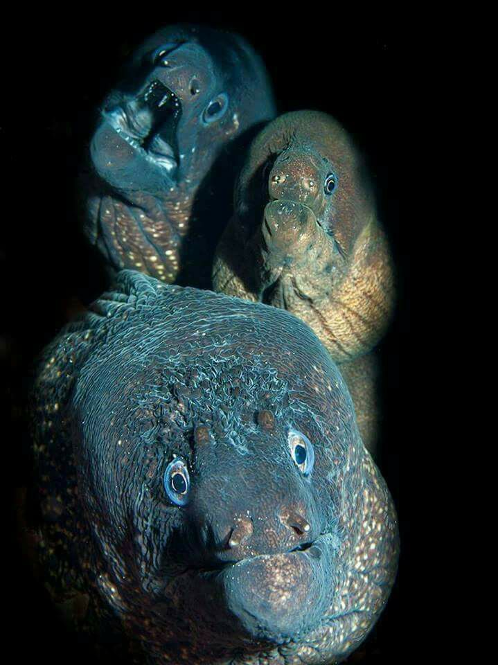 719x960, 82 Kb / мурена