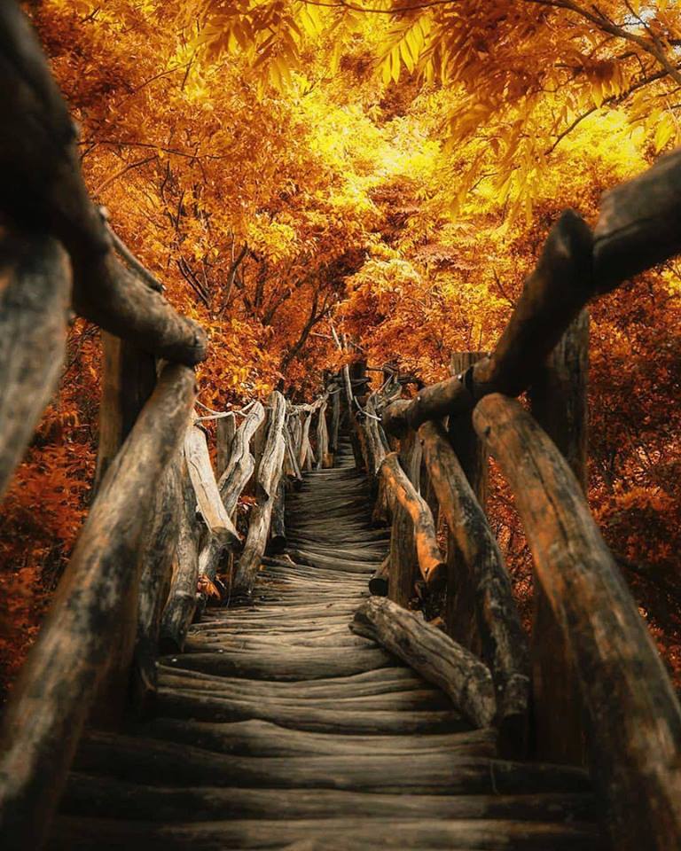 768x960, 135 Kb / лестница, лес, Hanson Mao