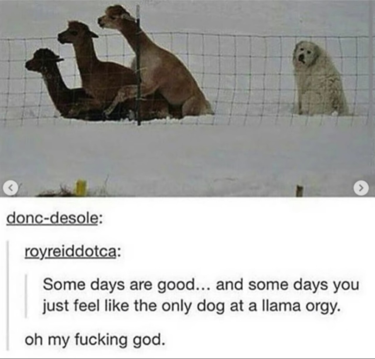 1280x1226, 136 Kb / лама, собака, оргия, снег, забор