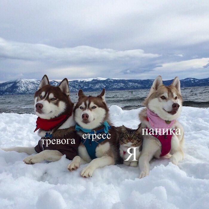 700x700, 72 Kb / Тревога, стресс, паника, Мурзик, снег, зима, собаки, хаски, кот