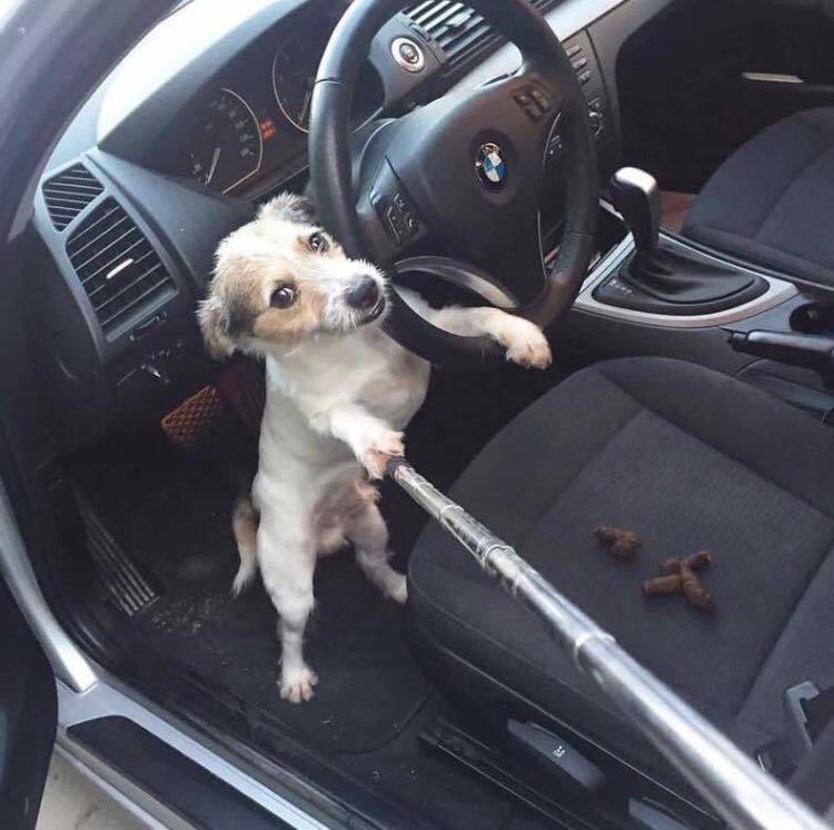 750x746, 57 Kb / селфи, собака, какашки, автомобиль, бмв