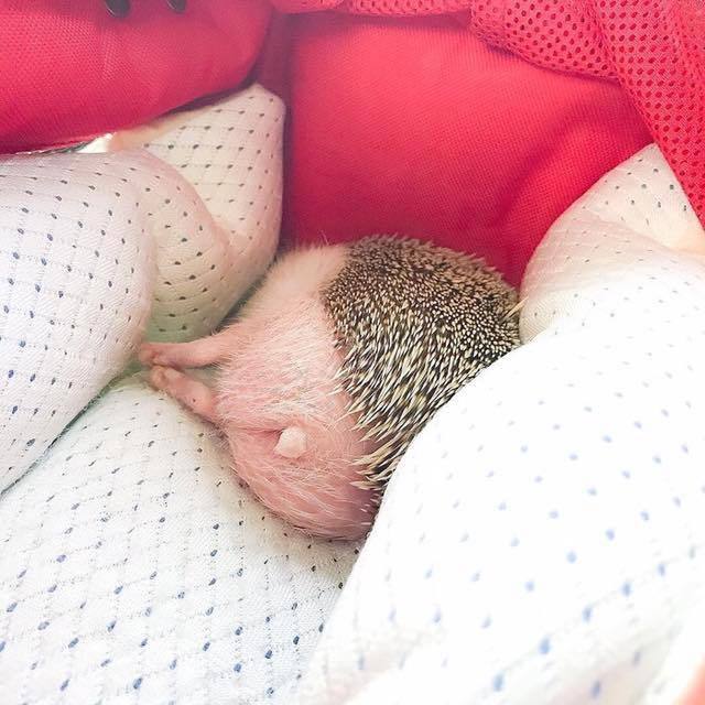 640x640, 56 Kb / ёжик, спит, кресло, хвост, диван