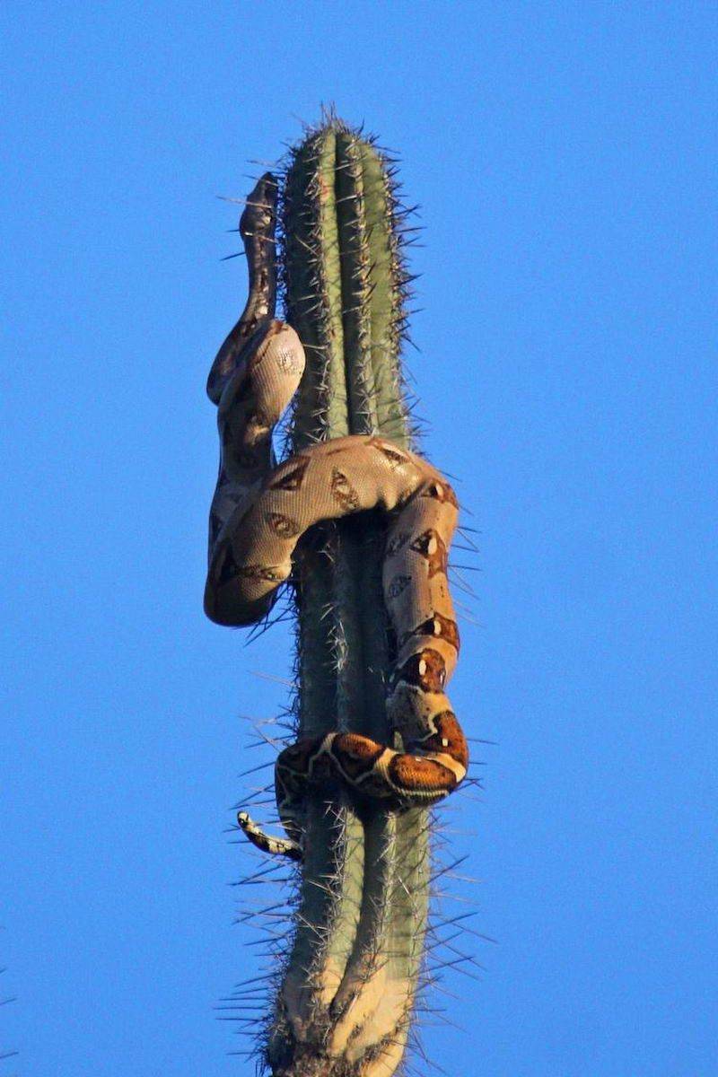 800x1200, 93 Kb / змея, кактус