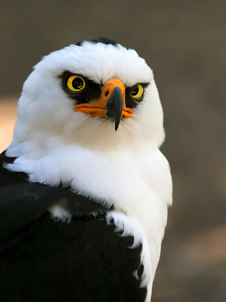 768x1024, 123 Kb / орел, клюв, взгляд