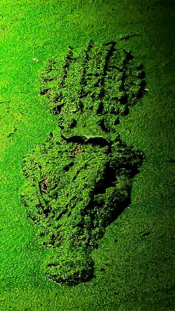 564x1002, 214 Kb / крокодил, тина, зелень