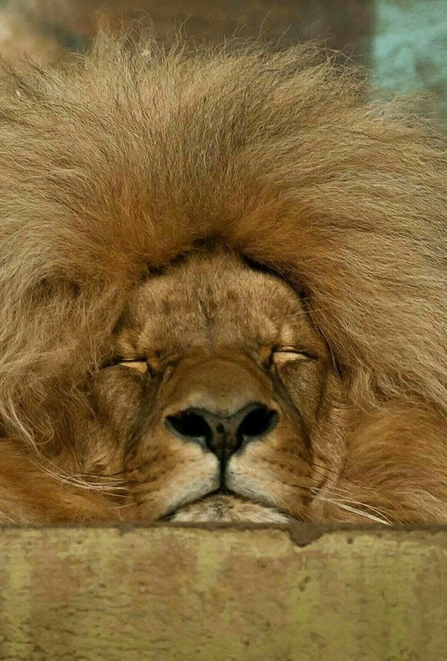 650x960, 176 Kb / лев, спит