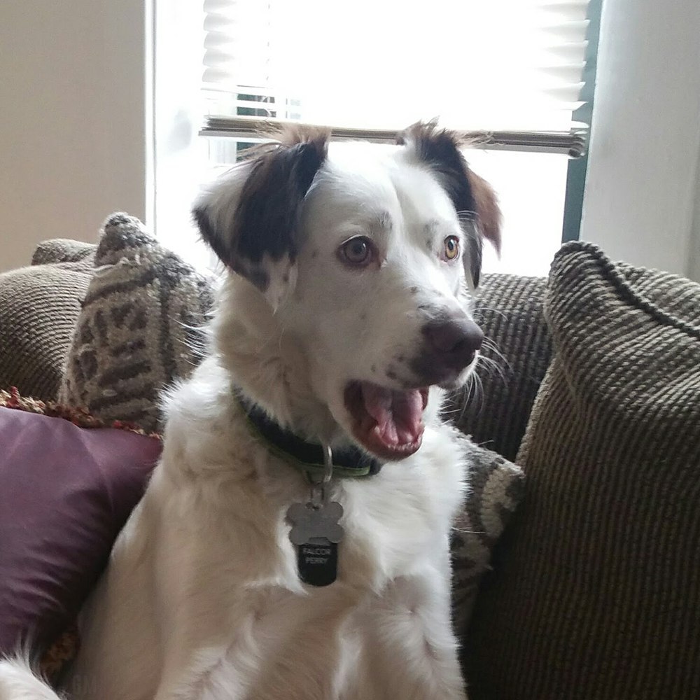 1000x1000, 151 Kb / Собака, удивление, подушки