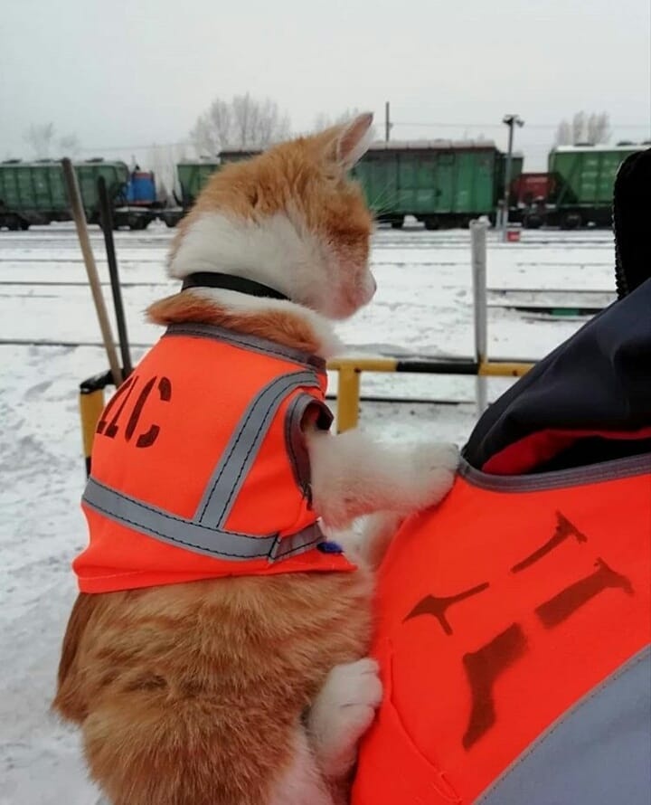 720x890, 62 Kb / Кот, жилетка, дс, рыжий