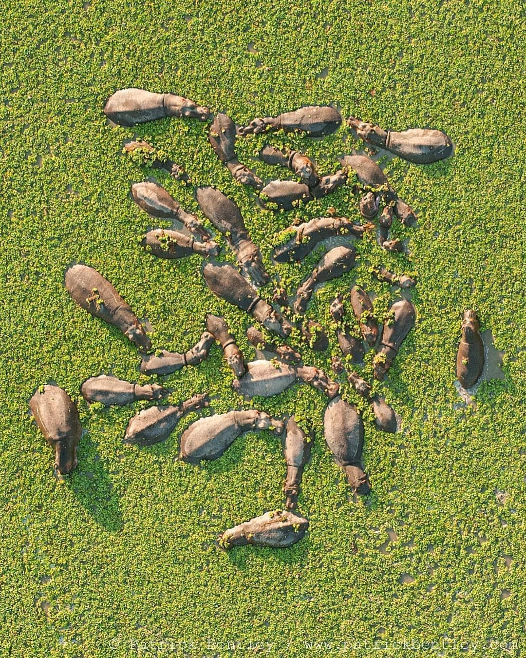 1080x1350, 575 Kb / бегемоты, тина, болото, вода